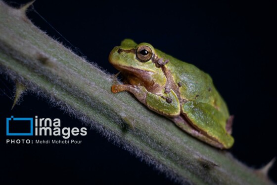 «حشرات» ؛ واسطه‌های حیاتی زنجیره زیستی