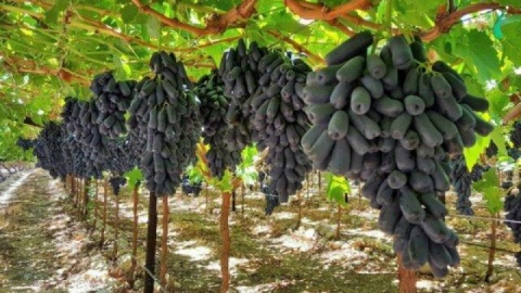 «قطره ماه»؛ انقلابی در کشاورزی خلیلآباد