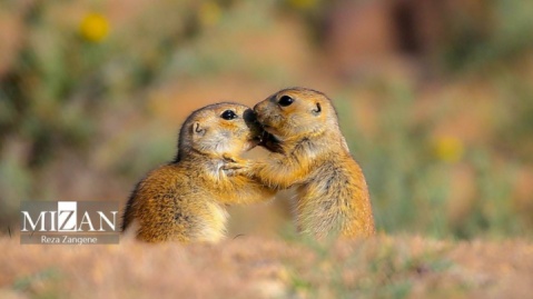 گزارش تصویری/ ردپای سنجاب