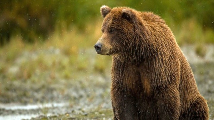 ۵ مورد حمله خرس به انسان در سال ۱۴۰۴