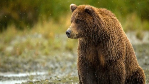 ۵ مورد حمله خرس به انسان در سال ۱۴۰۴