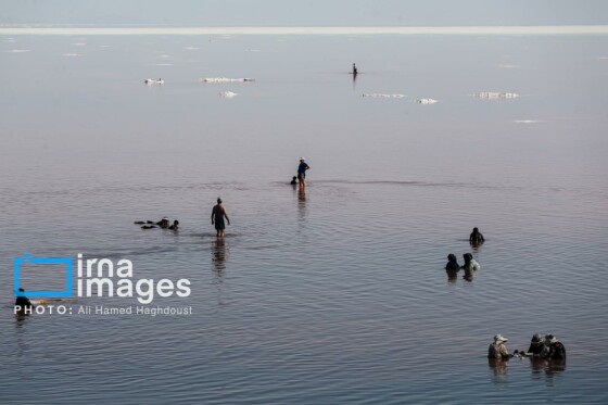 شنا در ارومیه «نیمهجان»