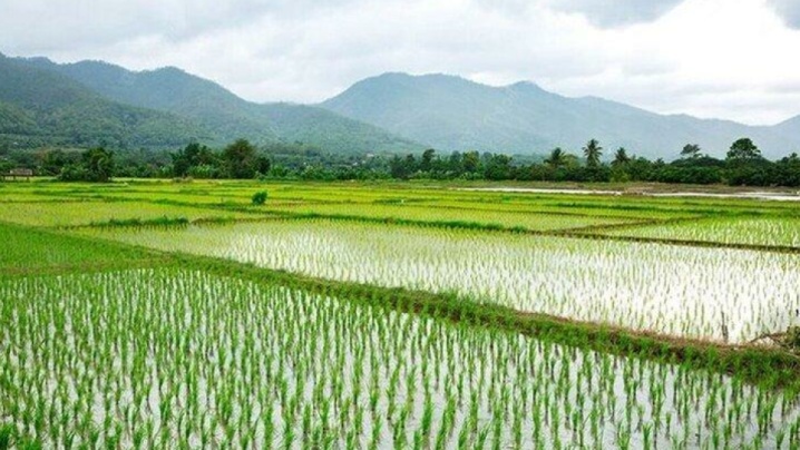 کاهش قیمت برنج تا دو هفته آینده