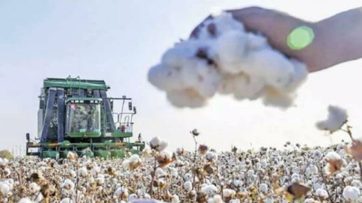 طلای سپید به گلستان برمی‌گردد