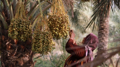 گزارش تصویری/ صبحانه بیست و نهمین روز تیرماه ۱۴۰۴