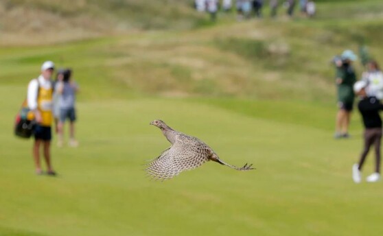 درست هم‌زمان با ضربه تامی فلیت‌وود به سمت منطقه سبزِ سوراخ هشتم، یک قرقاول ماده به پرواز درمی‌آی