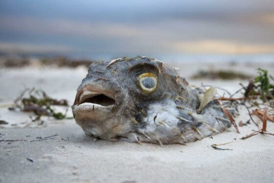 آدلاید، استرالیا