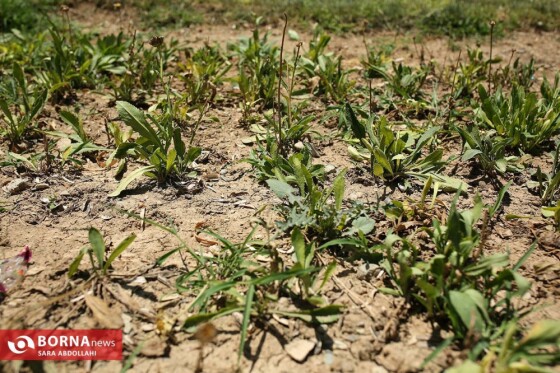 تهران ، ۴۰ درجه سانتیگراد