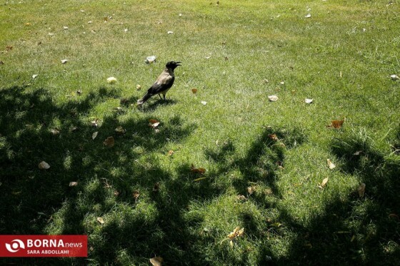 تهران ، ۴۰ درجه سانتیگراد