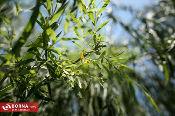 تهران ، ۴۰ درجه سانتیگراد