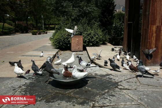 تهران ، ۴۰ درجه سانتیگراد