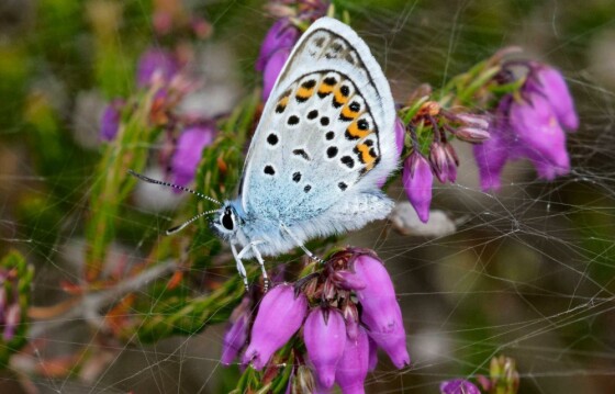 «تابستان برای من به منظور بیرون رفتن و عکاسی از سنجاق‌ها و پروانه‌ها است. در سفر اخیرم به سافولک، از ذخایر طبیعی بازدید کردم و از دیدن تعداد زیادی پروانه در این سال خوشحال شدم. پروانه‌های مورد علاقه‌ام شامل آبی نقره‌ای در وستلتون هیث (تصویر)، سفید با رنگ‌های سبز در مینسمیر و ویرگول در هِن ریدبدز می‌شود.» آلن مارتین، مهندس بازنشسته، کمبریج