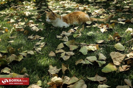 تهران ، ۴۰ درجه سانتیگراد