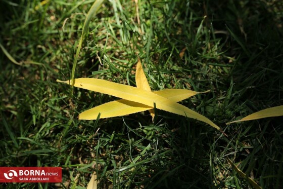 تهران ، ۴۰ درجه سانتیگراد