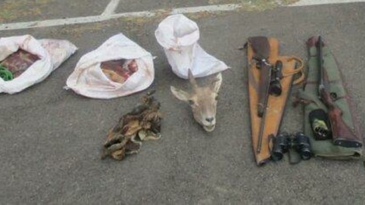 دستگیری شکارچی غیر مجاز در سمنان؛ یک میش شکار شد