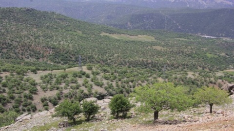 بلوط‌های ایلام بی دفاع در برابر آتش و انگل