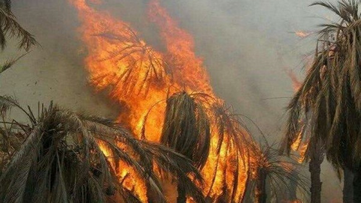 مهار آتش‌سوزی نخلستان ناهوک سراوان