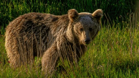 حمله خرس به یک چوپان در شهرستان لردگان