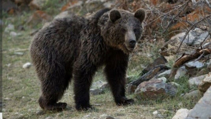 مشاهده یک قلاده خرس قهوه‌ای در ارتفاعات فیروزکوه +فیلم