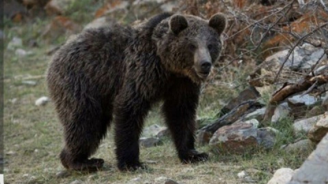 مشاهده یک قلاده خرس قهوه‌ای در ارتفاعات فیروزکوه +فیلم