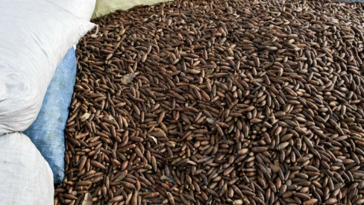 بلوط زاگرس می‌تواند جایگزین بخشی از نیاز گندم کشور شود