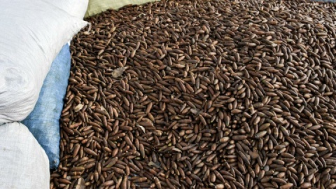 بلوط زاگرس میتواند جایگزین بخشی از نیاز گندم کشور شود