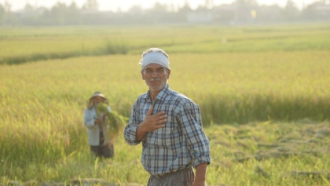 گزارش تصویری/ آغاز برداشت برنج در مازندران