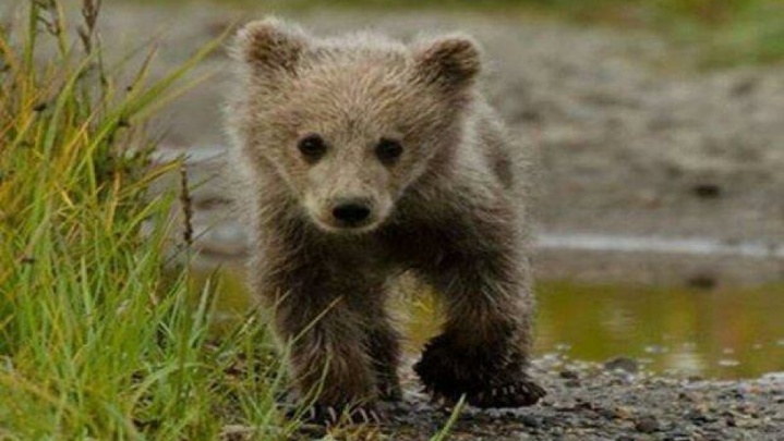 توله خرس شاهوار تلف شد
