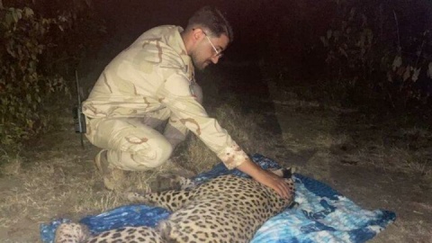 نجات یک قلاده پلنگ گرفتار شده در سیم خاردار مرز