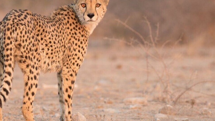 مشاهده دو قلاده یوزپلنگ آسیایی دیگر در یوزکنام پل ابریشم