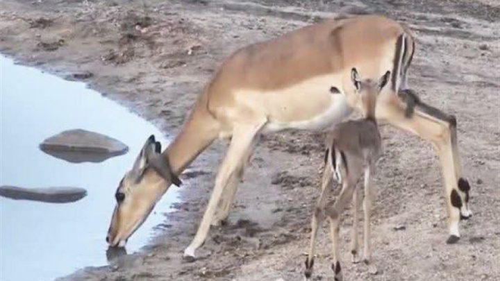 آهوی سرگردان در حریم شهری شاهرود نجات یافت