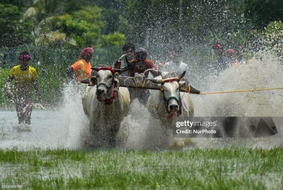 سوارکاران در حال مسابقه گاودوانی با گاوها هستند که در مناطق روستایی بنگال، در ۵۰ کیلومتری کلکته، هند، «مویچارا» برگزار شده است. ۲۷ جولای ۲۰۲۵.