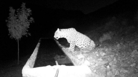 پلنگ شناسایی شده کوه سفید «دماوند» نام گرفت