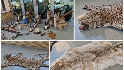 کشف و ضبط ۲۱ تاکسیدرمی حیوانات وحشی در تهران