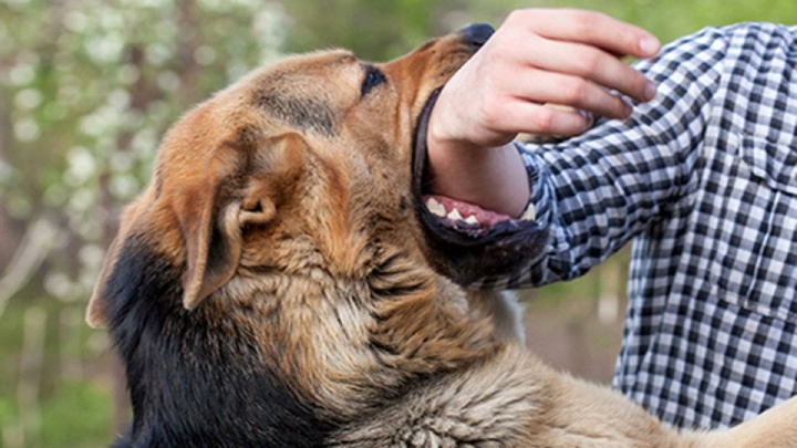رشد ۱۹ درصدی گازگرفتگی سگ در مازندران/ ۵۰ نفر به مراکز پزشکی قانونی مراجعه کردند