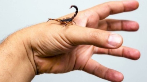 مرگ تلخ کودک روستایی با نیش عقرب