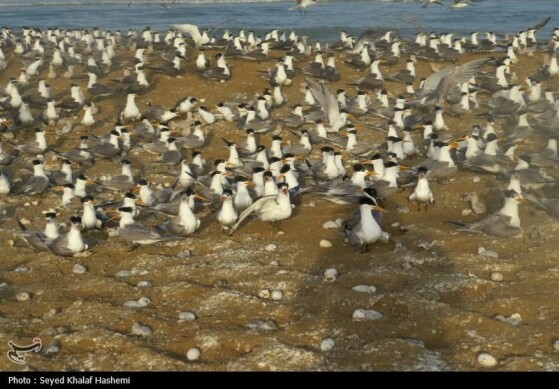 پایش پرندگان مهاجر تابستان‌گذر در تالاب و زیستگاه پرندگان تنگستان