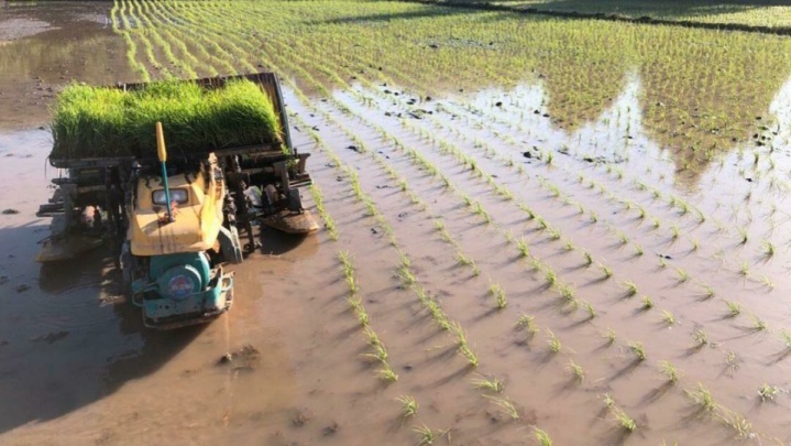 ممنوعیت کشت دوم برنج