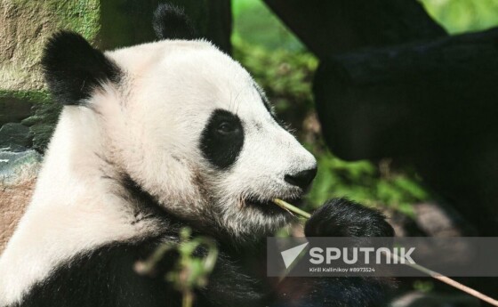 یک پاندای غول‌پیکر در محوطه‌اش در باغ‌وحش مسکو، روسیه دیده می‌شود.
