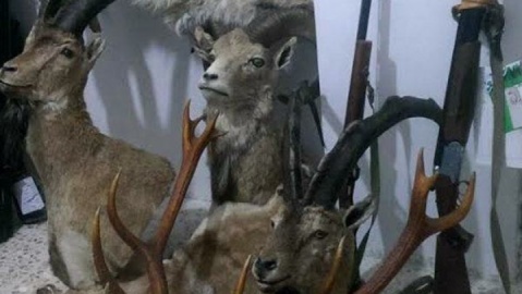 کشف محموله بزرگ تاکسیدرمی حیات وحش در تهران