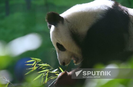 بله، یک پاندای غول‌پیکر در باغ وحش مسکو دیده می‌شود.