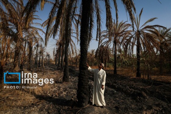 از نخل تا خاکستر