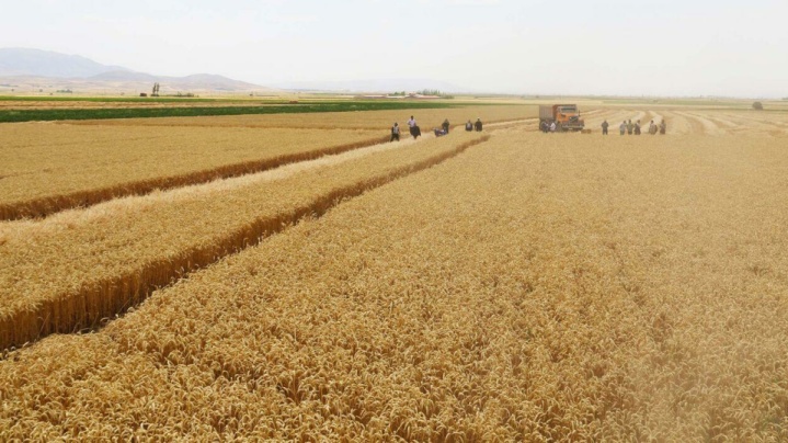 خرید ۲۰۸ هزار تن گندم از کشاورزان ایلام؛ ۶۵ درصد مطالبات پرداخت شد