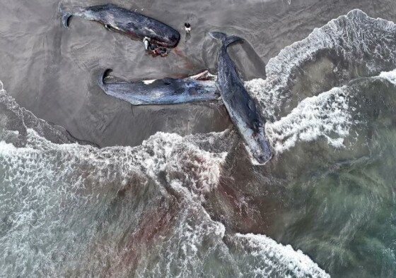 تاتیاما، ژاپن