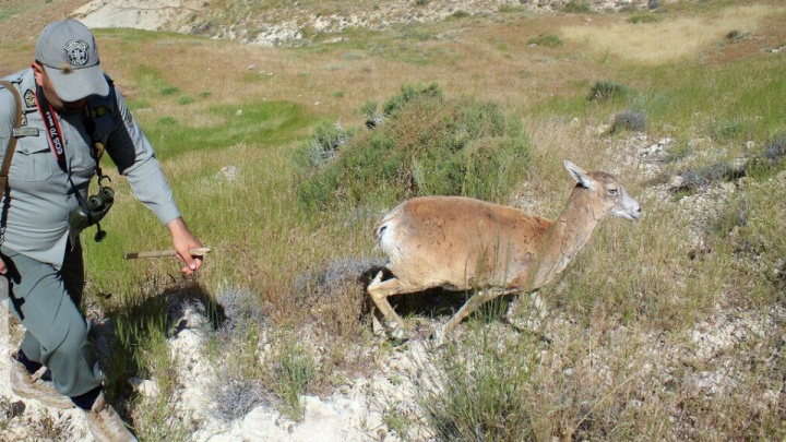 بررسی قانون به‌کارگیری سلاح توسط محیط‌بان‌ها در مجلس