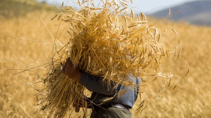 خرید تضمینی گندم به مرز ۷.۲ میلیون تن رسید
