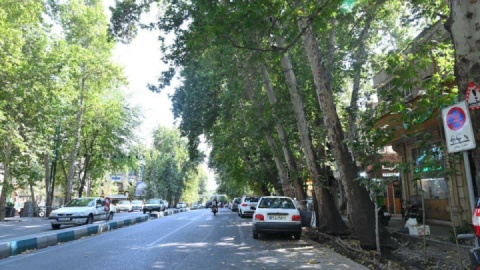 فیلم/تهاجم شهرداری به ریشه‌های درختان خیابان ولیعصر