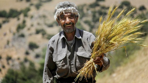 ّ۷۳ درصد مطالبات گندم‌کاران پرداخت شد؛ ۲۷ درصد همچنان معوق