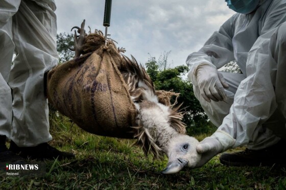 مسابقه عکاسی محیط زیست ۲۰۲۵