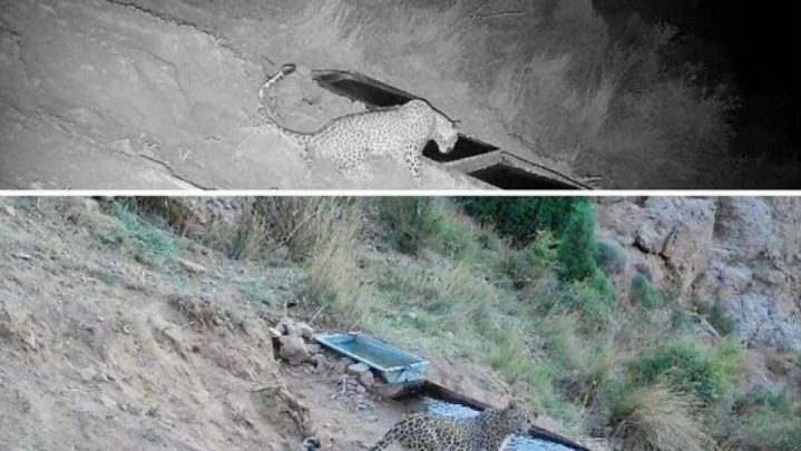 تصویربرداری از یک قلاده پلنگ در ارتفاعات فیروزکوه